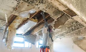 Best Environmental Consulting for Mold Prevention  in Daytona Beach Shores, FL